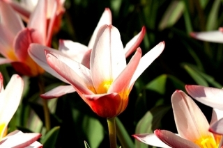 Heart tulip