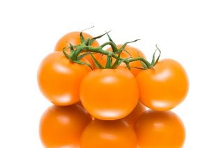 Biji Figiel Tomato - Lycopersicon esculentum - 65 biji - Solanum lycopersicum  - benih