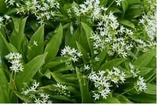 Medvehagyma - 100 magok - Allium ursinum