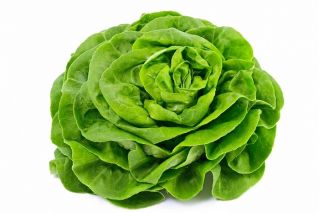 Butterhead Lettuce May Queen seeds - Lactuta sativa (coated seeds) - 50 seeds