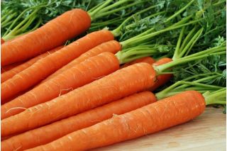 Carrot 'Comet - Kometa F1' seeds - Daucus carota