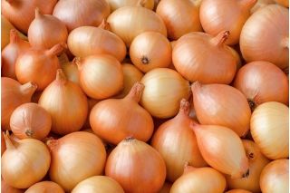 Onion Sochaczewska seeds - Allium cepa - 1250 seeds
