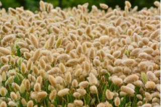 بذر چمن خرما، بذرهای خرگوش بذر - لاورووس اواتوس - 3200 بذر - Lagurus ovatus  - دانه