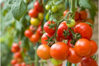 Tall Cherry Tomato Red Temptation seeds - Lycopersicon lycopersicum - 400 seeds 