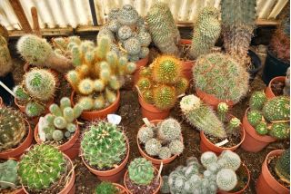 Kaktus dan tanah succulent - 5 liter - 