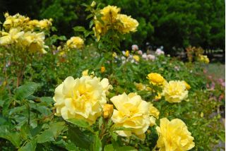 Záhradné kvetinové kvety ruže - žlté - v kvetináči - 