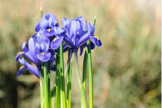 Iris botanická harmonie - 10 květinové cibule - Iris reticulata