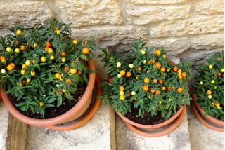 예루살렘 체리, 마데이라 겨울 체리 씨앗 - Solanum pseudocapsicum - 30 종자