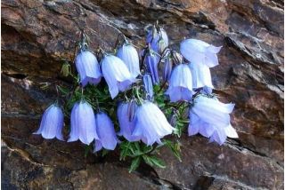 Blå Dvärg Bellflower, Fairy Thimbles frön - Campanula Pusilla - 170 frön