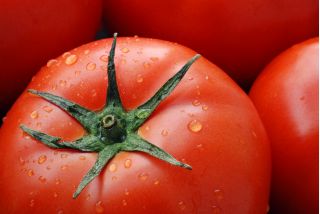 Tomat - Bekas F1 - Solanum lycopersicum  - frø
