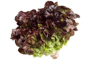 Red Green Butterhead Lettuce seeds - Lactuca sativa - 900 seeds