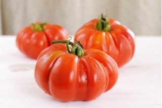 Giant tomato "Brutus" - fruit weighing up to 2 kg