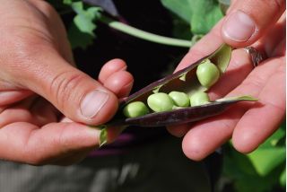 Snap kacang "Desiree" - Pisum sativum - benih