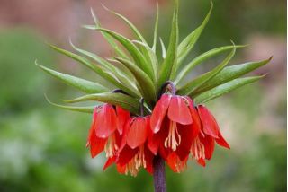 Kejserkrone - rød -  Fritillaria imperialis