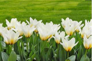 Tulipa Concerto - Tulip Concerto - 5 bebawang