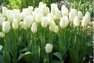 Hoa tulip trắng tinh khiết nhất - Hoa tulip trắng tinh khiết - 5 củ - Tulipa White Purissima