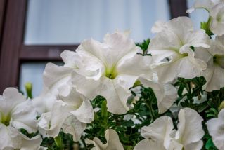 Петуниа "Цасцаде" - бела - 160 семена - Petunia x hybrida pendula