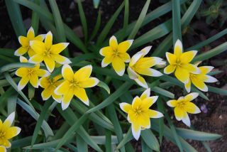 Set 6 - Tulip Tarda - bajo crecimiento, botánico - 50 piezas - 