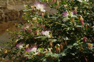 Bụi cây, hoa hồng - Capparis spinosa - hạt