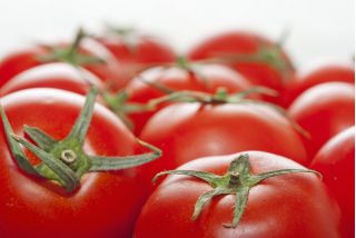 Tomat - Elf - 10 frø - Solanum lycopersicum