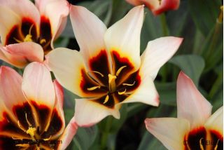 Tulipa Turkish Delight - Tulip Turkish Delight - 5 bulbs