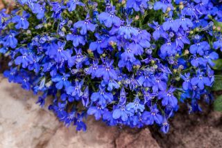 Синя окантовка лобелія; садова лобелія, що виступає лобелія - 6400 насіння - Lobelia erinus