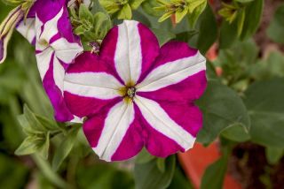 二色の花とクリムゾンペチュニア「スターレットF2」 -  80種子 - Petunia x hybrida pendula  - シーズ