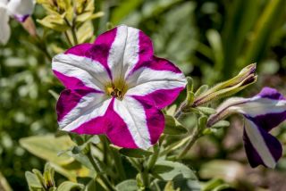 Cây dã yên đỏ thẫm với những bông hoa lưỡng tính "Starlet F2" - 80 hạt - Petunia x hybrida pendula 
