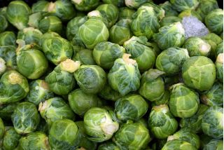 Brussel sprout "Dolores F1" - מגוון ירוק עמיד לבצורת - 160 זרעים - Brassica oleracea var. gemmifera