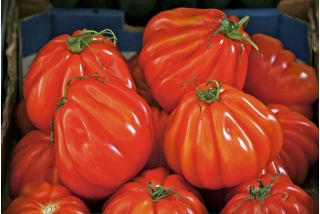 Tomate 'Or Pera d'Abruzzo' - Freilandtomate, die birnenförmige, große, fleischige Früchte produziert