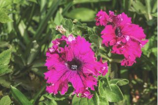 Pink petunia with ruffled flowers - 80 seeds
