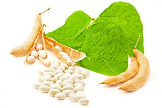 豆“早白椰子” - 白色，圆形的种子 - Phaseolus vulgaris L. - 種子