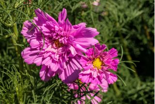 Cosmos de jardin "Rose Bonbon" - variété rose - 75 graines - Cosmos bipinnatus