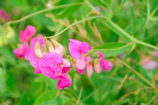Happy Garden - "Sweet pea that climbs with me" - Seeds that children can grow! - 24 seeds