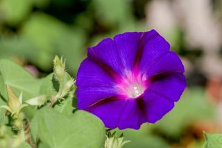 Спільна ранкова слава "Дідуся Отта"; Висока ранкова слава, фіолетова ранкова слава - 40 насіння - Ipomea purpurea