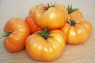 토마토 "오렌지 웰링턴"- 오렌지, 온실 종류 - Lycopersicon esculentum Mill  - 씨앗