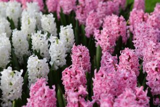 흰색과 분홍색 꽃이 만발한 hyacinths - 24 개 - 