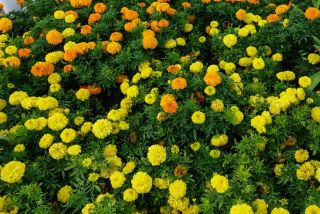 Marigold Meksiko, lemon kuning dan oranye - satu set benih dari dua varietas -  - biji