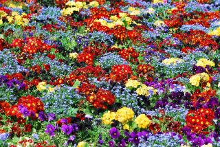 Primrose, forget-me-not and garden pansies - seeds of 6 flowering plants' varieties