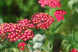 Common yarrow – Rood – red