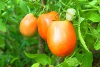 Tomate 'Jokato' - mittelfrühe, Zwerg Freilandtomate, ertragreiche Orangensorte