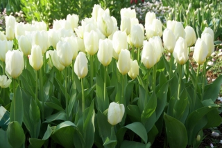 Low-growing tulip - 'White Purissima' - large package - 50 pcs