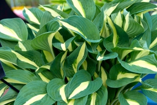 Risky Business hosta, plantain lily - large package! - 10 pcs