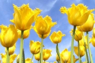Royal Elegance tulip - 5 pcs. - Tulipa Royal Elegance