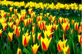 Tulip Giuseppe Verdi - Tulip Giuseppe Verdi - 5 bulbi - Tulipa Giuseppe Verdi
