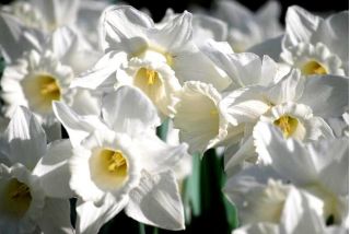 Narcissus Mount Hood - Daffodil Mount Hood - 5 bebawang
