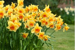 Narcissläktet - Fortissimo - paket med 5 stycken - Narcissus