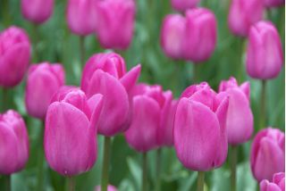 Tulipa Don Quichotte - pacote de 5 peças
