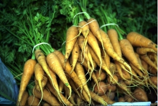 Корм морковный "Лобо" - 500 г - 