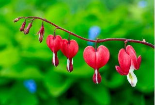 Sirdspuķe izskatīgā - Valentine - Dicentra spectabilis